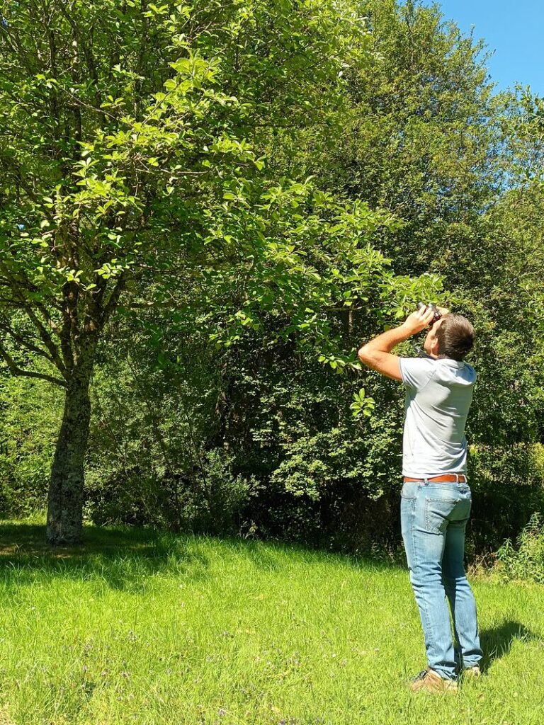 Diagnostic visuel de l'arbre