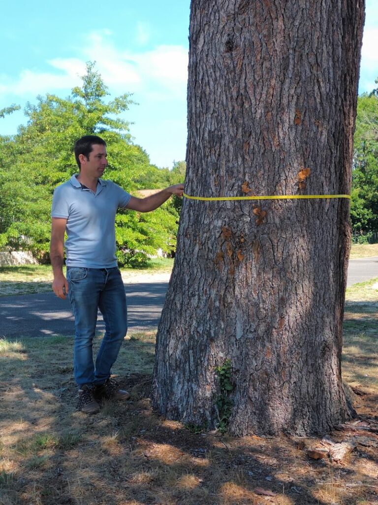 Mesure de l'arbre